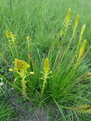 Bulbine abyssinica