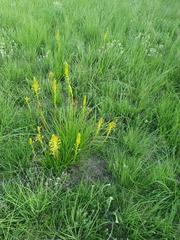 Bulbine abyssinica