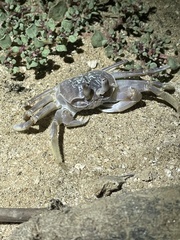 Ocypode occidentalis