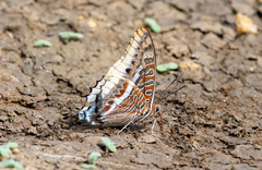Charaxes epijasius