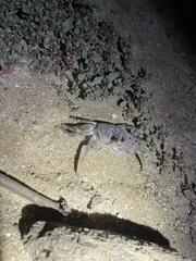 Ocypode occidentalis