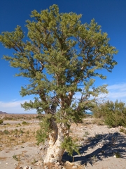 Pachycormus discolor