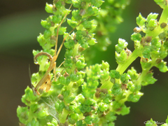 Stagmatoptera