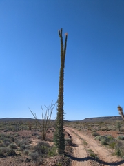 Fouquieria columnaris