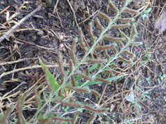 Blechnum zeelandicum