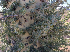 Fouquieria columnaris