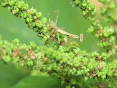 Stagmatoptera