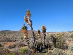 Yucca valida