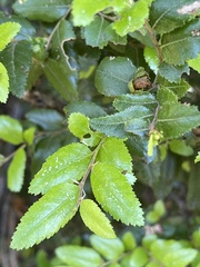 Nothofagus dombeyi