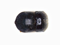 Cnestus mutilatus