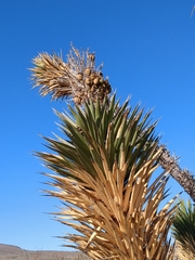 Yucca valida