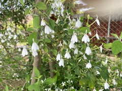 Rhinacanthus nasutus