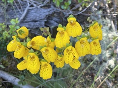 Calceolaria crenatiflora