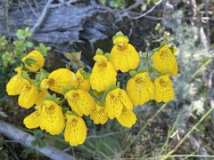 Calceolaria crenatiflora