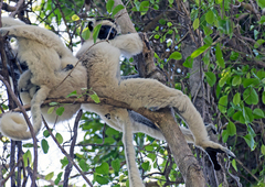 Propithecus verreauxi