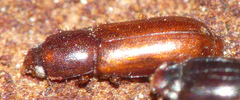 Corticeus