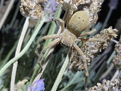 Neosparassus calligaster