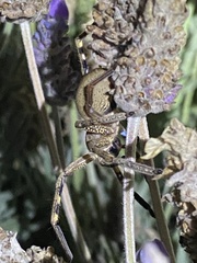 Neosparassus calligaster