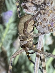 Neosparassus calligaster