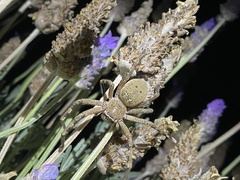 Neosparassus calligaster