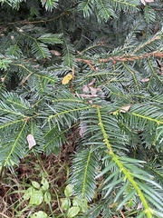 Abies alba