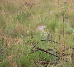 Cisticola fulvicapilla