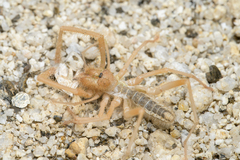 Eremobatidae