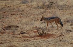 Lupulella mesomelas schmidti