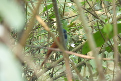 Terpsiphone paradisi