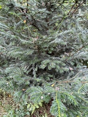 Abies alba