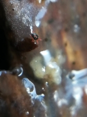 Penthalodidae