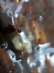 Penthalodidae