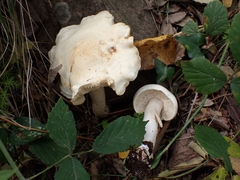 Tricholoma album