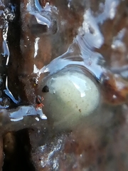 Penthalodidae