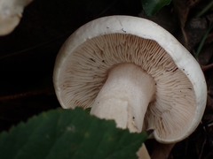 Tricholoma album