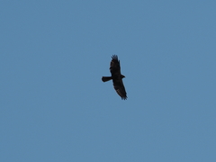 Circus aeruginosus