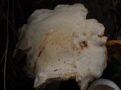 Tricholoma album