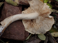 Tricholoma album