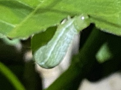 Chrysodeixis eriosoma