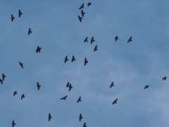 Corvus monedula spermologus