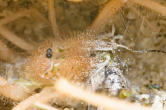Eremobatidae