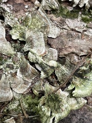 Cerrena unicolor