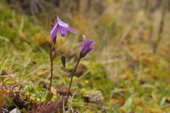 Gentianella rapunculoides