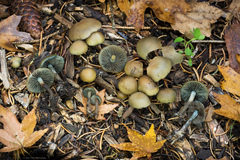 Psilocybe allenii