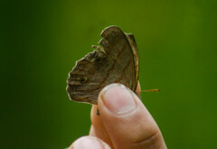 Magneuptychia