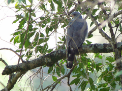 Accipiter ovampensis