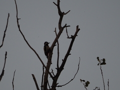 Dendrocopos major hispanus