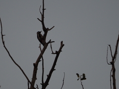 Dendrocopos major hispanus