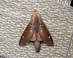 Paralebeda uniformis