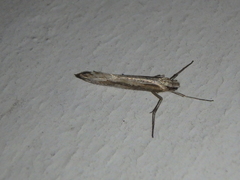 Deuterotinea casanella